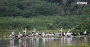 Villagers in Tamil Nadu celebrate a Silent Diwali near Vadamugam Vellode Bird Sanctuary to protect migratory birds from fireworks.