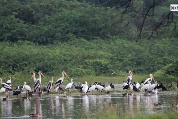 Tamil Nadu’s Villages Choose Migratory Birds Over Fireworks on Diwali Villagers in Tamil Nadu celebrate a Silent Diwali near Vadamugam Vellode Bird Sanctuary to protect migratory birds from fireworks.