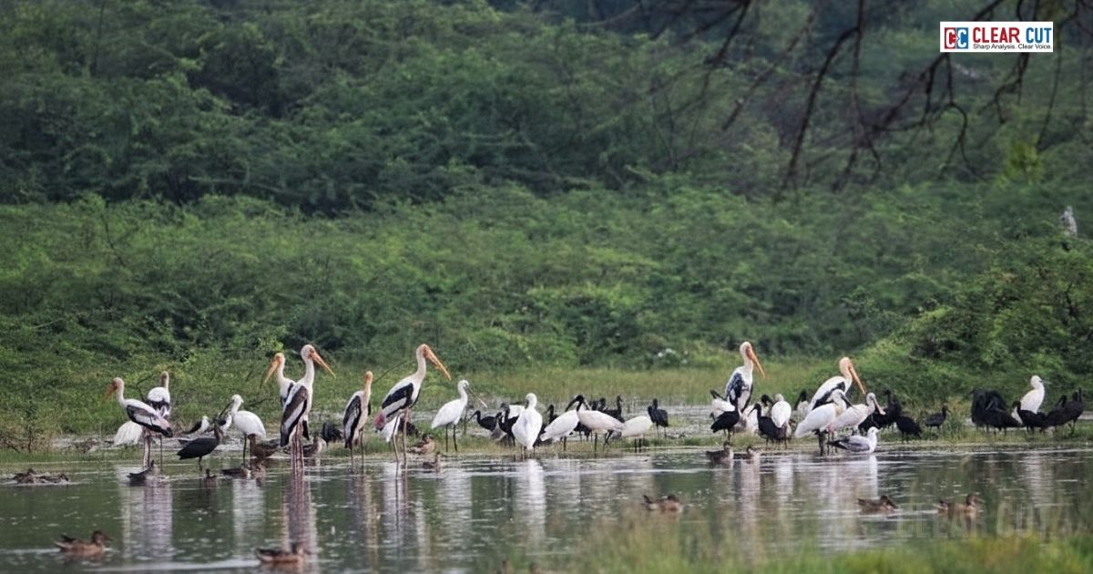 Villagers in Tamil Nadu celebrate a Silent Diwali near Vadamugam Vellode Bird Sanctuary to protect migratory birds from fireworks.