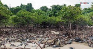 Aerial view of dense mangrove forests along India’s coastline, representing the MISHTI restoration initiative.