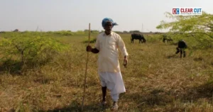 Semi-arid grassland ecosystem in India supporting soil health and climate resilience