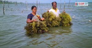 Seaweed farming as a climate-resilient blue economy solution in India